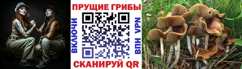 Псилоцибиновые грибы мицелий  Лыткарино 