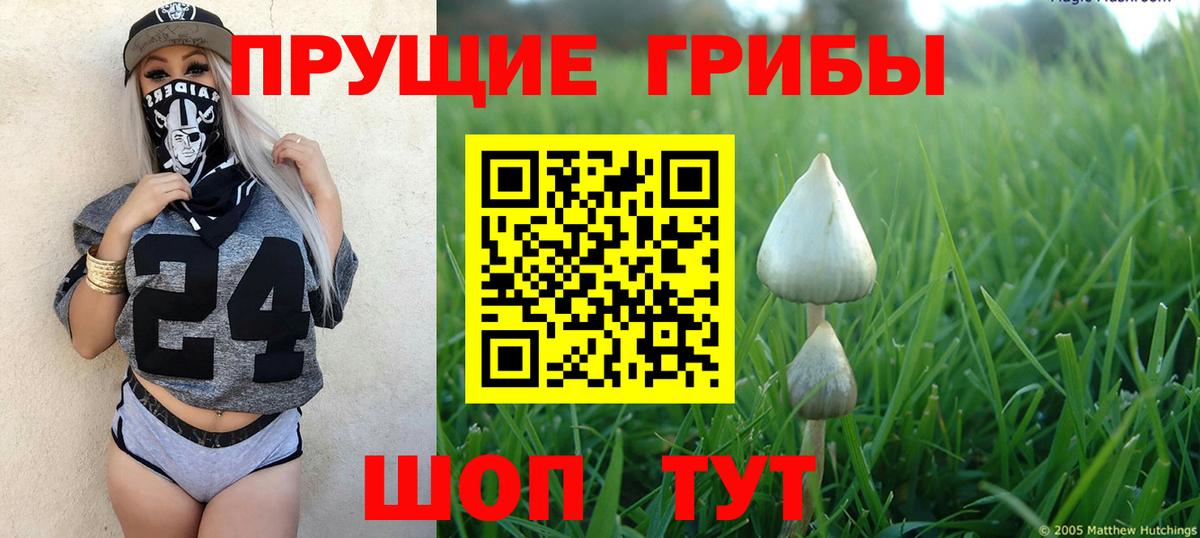 Псилоцибиновые грибы Psilocybine cubensis  Лыткарино  Псилоцибиновые грибы Cubensis 